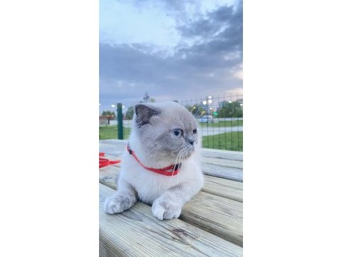 Blue point british shorthair