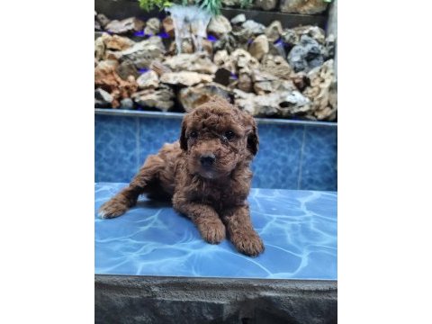 Kore red brown poodle yavrularımız