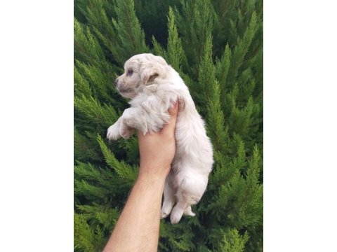 Maltipoo erkek bebeklerimiz