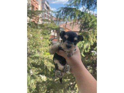 Schnauzer tatlışşş bebişleer
