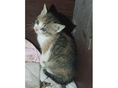 Sağlıklı melez bebek kediler