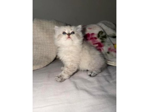 British longhair sağlık ırk garantili
