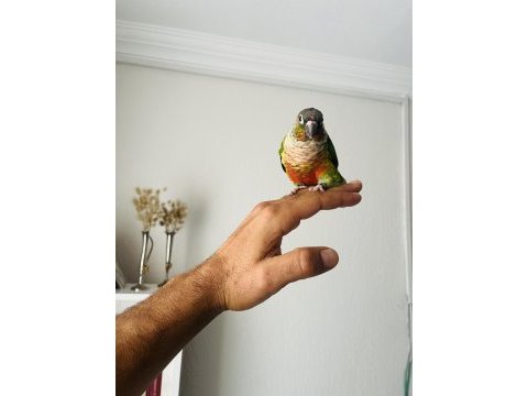 Konur papağanı sahiplenmek ister misiniz?