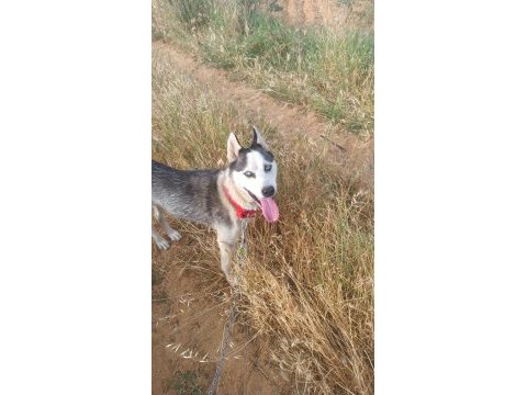 Sibirya kurdu husky takas düşünülür