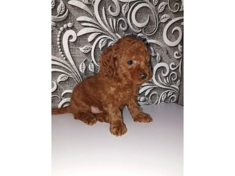 Aşılı toy poodle minikler