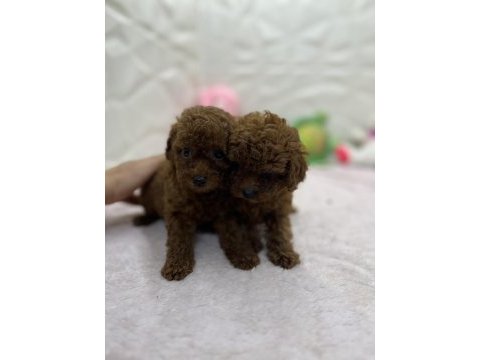 2.5 aylık toy poodle bebekler
