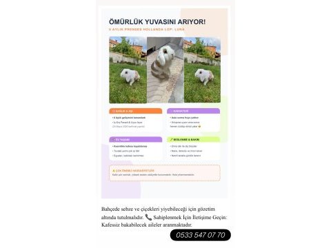 Hollanda lop tavşanı 6 aylık