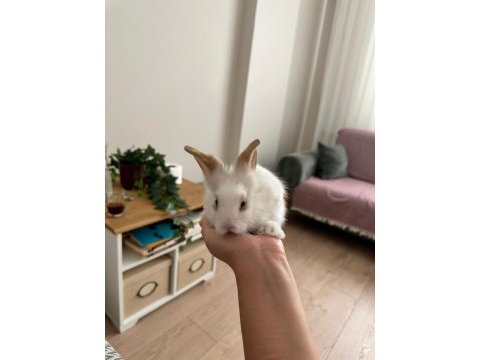 Lop teddy tavşan