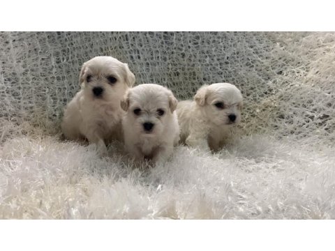 Evlerine gitmeye hazır maltese bebekler