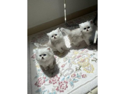Silver dişi british longhair yavrular