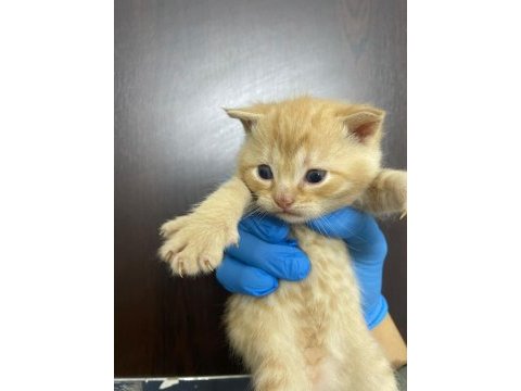 British shorthair yavrum sahibini arıyor