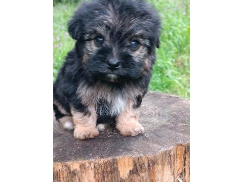 Morkie erkek
