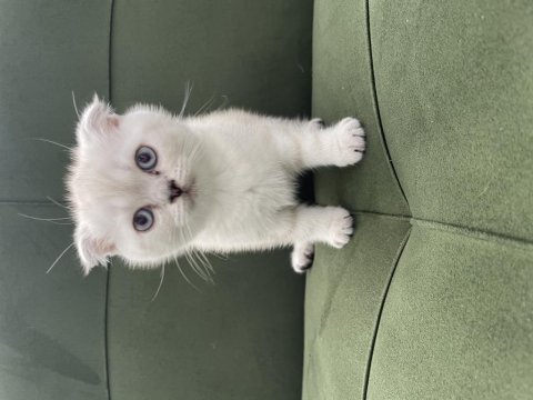 Sahiplenilmeye hazır yavru kedi sağlıklı