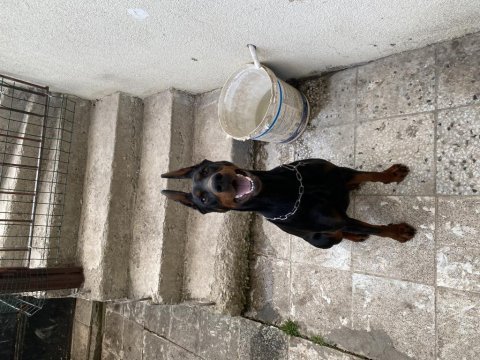 3 yaşında eğitimli dişi doberman