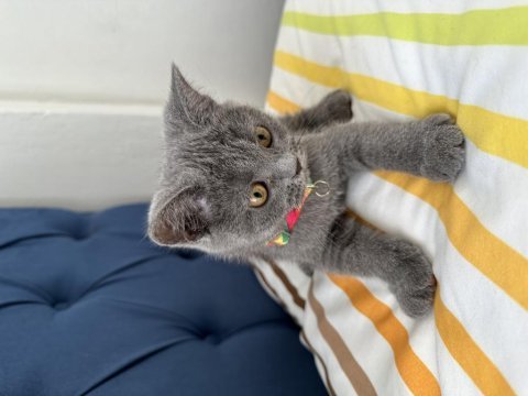 Fırtına gibi oyun kedisi