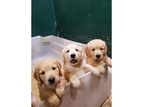 Bebek surat orjinal golden retriever yavrular
