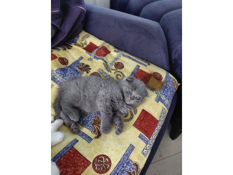 2 aylık british shorthair yavru kedilerimiz