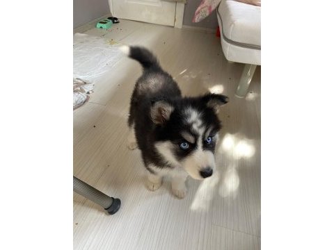 A kalite mavi gözlü safkan sibirya kurdu husky