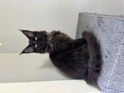 Standart üstü yavrularım safkan maine coon