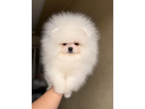 Kraliçe gibi pomeranian boo dişi