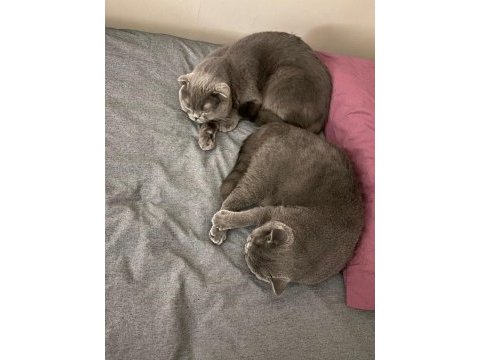 Ücretsiz verilecek british shorthair kediler