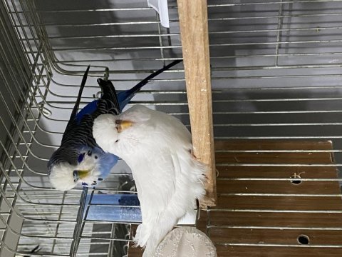 Jumbo çift a kalite muhabbet kuşlar