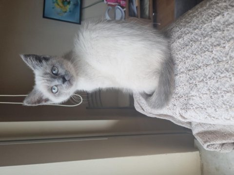 Blue point british shorthair
