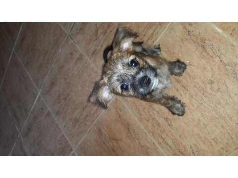 Şivava terrier yavrusu