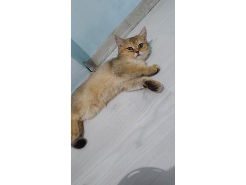 British shorthair golden