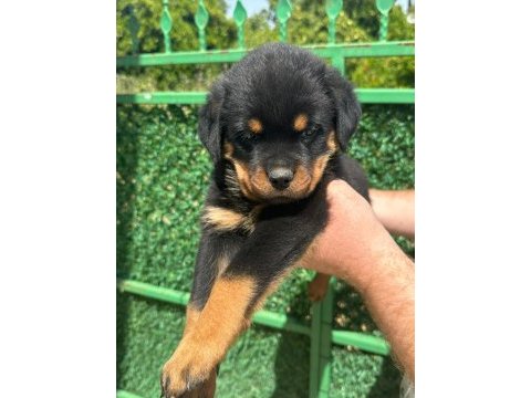 A kalite rottweiler bebekler yeni yuvalarını arıyorlar