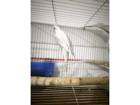 Cream face albino çift sultan