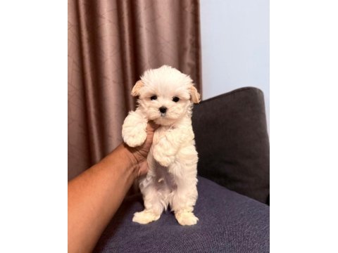 En özel maltipoo yavruları