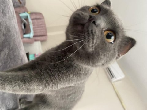 9 aylık evcil scottish fold kül rengi kedi