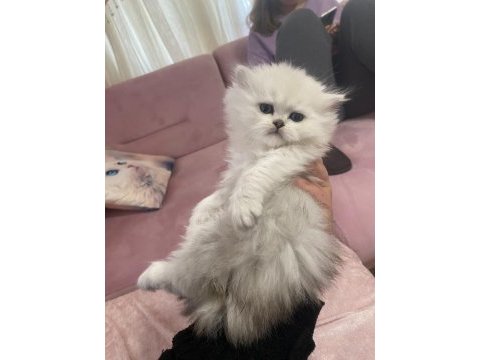 A kalite safkan chinchilla kedim