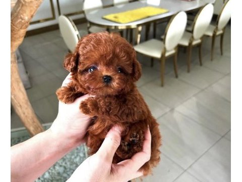 Minyatür teacup poodle yavrumuz