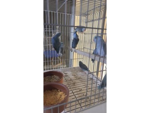 Yavru forpus papağanları
