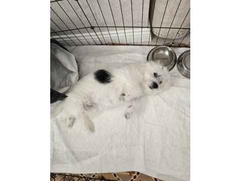 Enerjik çok tatlı terrier maltese