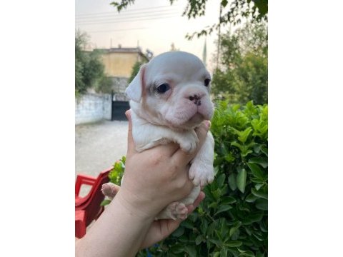 Rezeryeve açık dişi erkek french bulldog köpekler