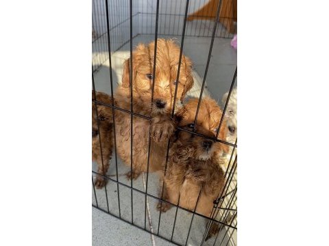 Güzel poodle bebekler yeni yuvalarını arıyor