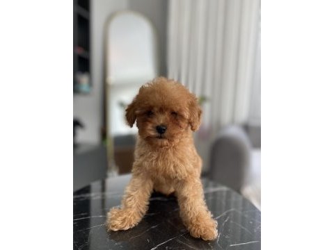 Teacup erkek toy poodle yavrumuz yeni ailesini aramakta