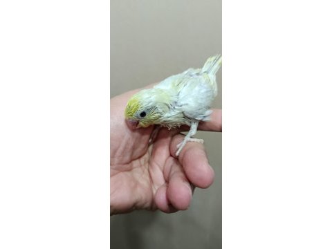 Gökkuşağı forpus papağanı