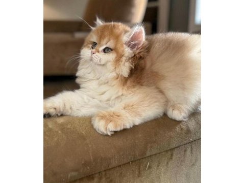 Show kalite safkan british longhair yavrular