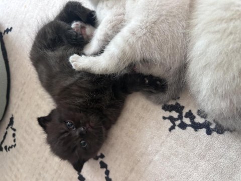 Scottish fold yavrularımız yeni yuva arıyor!