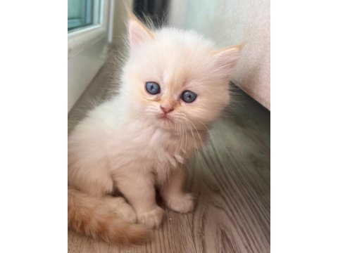 British longhair acil kalıcı yuva aranıyor