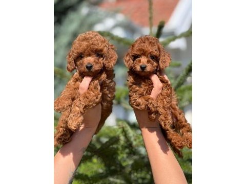 Show kalite redbrown toy yavrularımız
