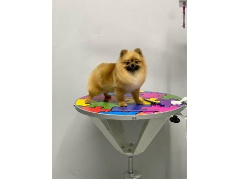 Pomeranian boo