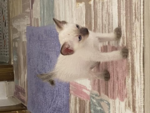 3 aylık yavrumuza yuva arıyoruz siyam kedisi