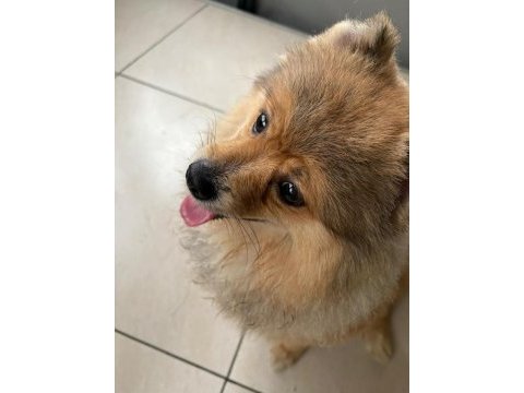 Genç pomeranian boo