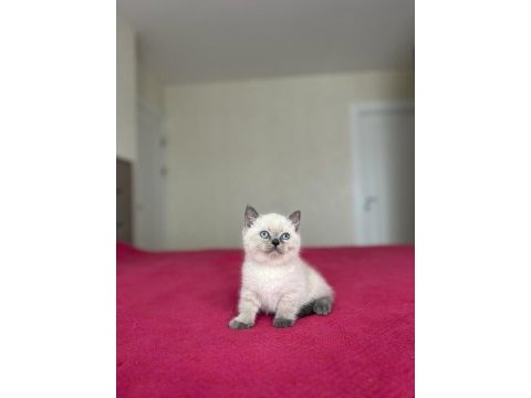 British shorthair yavrular her ile gönderim