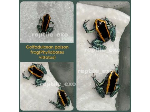 Dart frog yavrularımız